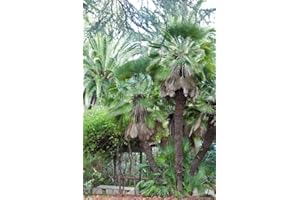 GROW YOUR SECRET GARDEN Windmill Palm Seeds (Trachycarpus Fortunei) - Frost Hardy Palm!