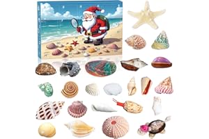 ‎FOX·BUNNY Muschel-Adventskalender 2025, 24 Tage Natürliche Muscheln Sammlung, Countdown-Kalender für Kinder