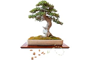 Exotic Bonsai Seeds with High Germination Rate - Plant Seeds Set for Your Own Bonsai Tree