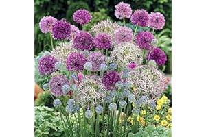 YouGarden Mixed Allium Bulb Collection, 100 Bulbs with Six Varieties, Plant in Autumn for Spring Flowering, Spring Bulbs to Plant in Autumn, Allium Bulbs for Gardens