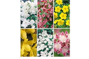 BALDUR Garten 5 Meter Blüh-Hecken-Kollektion, Blütenhecke 6 Pflanzen, bienenfreundlich (außer Forsythie), Forsythie, Weigelie, Jasmin, Deutzie, Potentilla, Spirea, winterhart, blühend