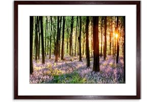 Wee Blue Coo Bluebell Wood Sunrise Trees Photo Framed Wall Art Print