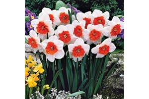 THOMPSON & MORGAN Daffodil Bulbs Narcissus ‘Bella Vista’ Striking Springtime Display Stunning White and Orange Flowers Perfect for Bed, Borders, Containers, Cut Flower 10 x Daffodil Bulbs by Thompson and Morgan…