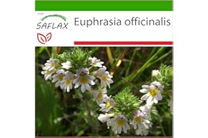 SAFLAX - Euphraise de Rostkov - 200 graines - Avec substrat - Euphrasia officinalis