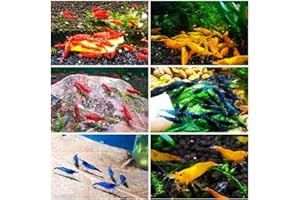 GENERIC Discount Aquatics Mystery shrimp starter pack. live Shrimp Box bundle, Freshwater Aquarium Shrimp Mix, Multiple Colours + botanicals/plants/shrimp food