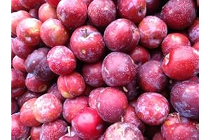 Dwarf Patio Miniature Victoria Plum Fruit Tree 3-4ft Supplied in a 5 Litre Pot by DirectPlants™