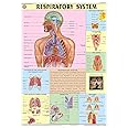 HP09S | TeachingNest | The Respiratory System Chart 70x100 cm | English | Human Physiology Chart | Synthetic | Wall Sticking [Wall Chart] teachingnest and Human Physiology Charts