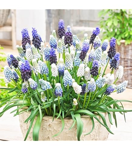 4 Rizomi Di Hosta - Piante Da Ombra Per Giardino, Bordure O Vasi, Attirano Colibr&igrave; E Farfalle