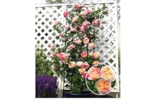 BALDUR-GARTEN GMBH BALDUR Garten Kletter-Rose Julie Andrieu® winterhart, 1 Pflanze, Gartenrose duftende Kletterpflanze, blühend, Schnittblume, Rosa Hybride, süßer Duft