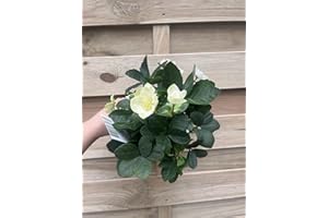 ONE CLICK PLANTS Hellebore Plant | Helleborus Christmas Rose | Shade Loving Evergreen Perennial | White Flowers | Just Like Our Photo