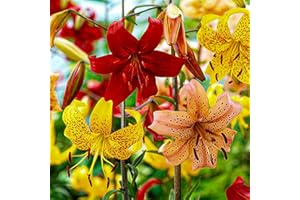 DUTCH BULBS EXCLUSIVE PLANTS FROM HOLLAND Bulbi Fiori Perenni da Esterno - 15 Bulbi di Gigli Tigrati - Mix di 5 varietà e colori - Piante e Fiori Esclusivi dall’Olanda - per giardino (grandi bulbi, non semi, non artificiali)