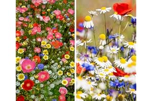 GBW GRASS SEED GBW Wildflower Seed Mix 50g - 100% Pure Wildflowers No Grass - Covers 15 m2 (160 ft2) - Premium Quality – 16 UK Varieties (No Grass) – Annuals & Perennials - Tailored to UK Climate – 100% Refund