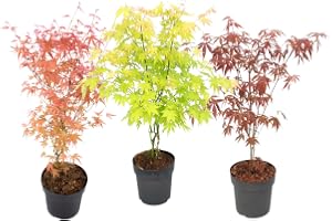 Plant in a Box - Acer palmatum - Erables du Japon 'Atropurpureum', 'Beni Maiko' & 'Orange Dream - Set de 3 - Pot 19cm - Hauteur 60-70cm
