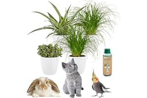 vdvelde.com - Ecoworld Bio Futterpflanzen 4er Set mit Weißer Topfe - 100% Eco Tiere Zimmerpflanze - 1x Callisia repens, Grünlilie, 2x Katzengras Pflanze - Katze Zyperngras Ø12 cm, Höhe 40cm + Dünger