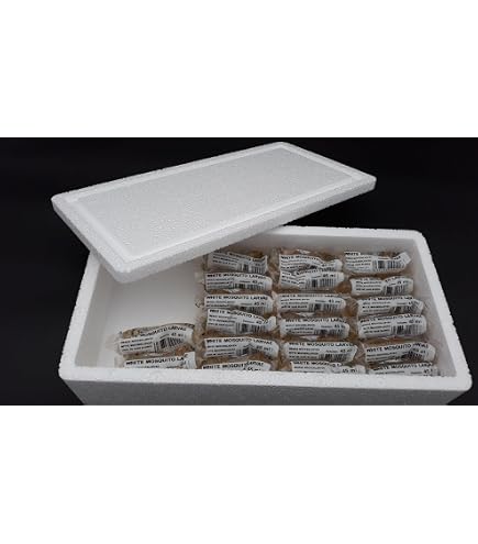 weiße mückenlarven aufbewahren NatureHolic Lebendfutter: für Fische ab 3 cm, Krabben & Flusskrebse LEE Die-Box / Wiederlader Brokkoli Größe:53 cm