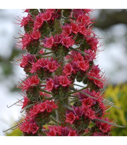1000 Graines Fraîches D’Echium Blue Bedder – Fleurs Bleues Magnifiques Et Faciles à Cultiver