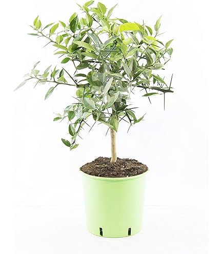 Citrus Clementina Arrufatina, Clémentine | À L'ombre Des Figuiers - Foto 5