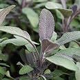 Wiesensalbei (Salvia Pratensis) – Winterharte Staude, Blauviolette Blüten, Bienenfreundlich