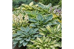 Perenn Host Premium Trädgård Kollektion | Hosta-blandning av 10 Hybrider i 10 Varianter, Stora Funkiaväxter Härdiga, Barrotpe