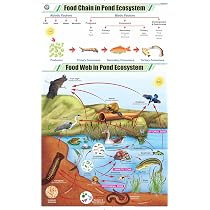 Pond Ecosystem Food Chain Food Chains And Food Webs Regional
