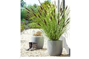 BALDUR-GARTEN GMBH BALDUR Garten Schwarzes Lampenputzergras, 1 Pflanze, Ziergras, winterharte Staude, trockenresistent, mehrjährig, blühend, Pennisetum alopecuroides var. viridescens, Federborstengras