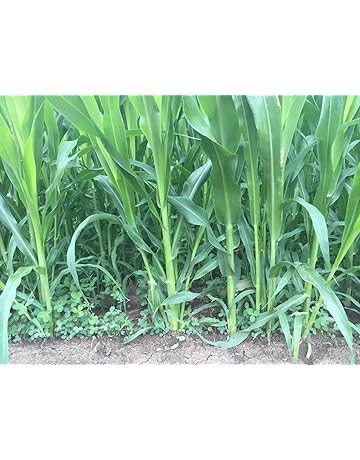 Grass Seeds Online Buy Grass Seeds In India Best Prices