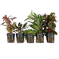 5x Wasserpflanzen Aquarium "Attractive Aqua" | Aquariumpflanzen Set echt | Höhe 15 cm | Topf-Ø 5 cm