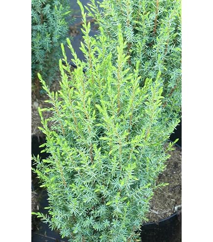 kentia palme kaufen 180 cm Kombi-Angebot | Ficus Lyrata verzweigt 180 cm | Kentia-Palme 170 cm |  Strelitzia Nicolai 180 cm inkl. Anthrazit-Tpfe