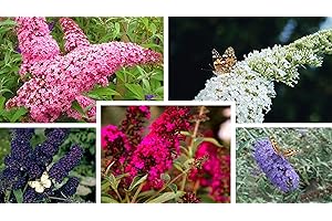 WHIN HILL NURSERIES 5X Different Butterfly BUDDLEIA Plants, Five Colours Pot Grown NOT Plug Plants