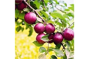 Spartan Apple Tree 4-5ft Tall,Self-Fertile,Refreshing & Sweet 3fatpigs®