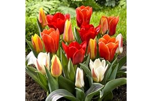 GardenersDream 25 x Mixed Dwarf Tulip Bulbs - Rockery Greigii Kaufmanniana Spring Flowering Bulbs - Colourful Outdoor Plants for Gardens, Beds, and Containers - Easy to Grow Beautiful Garden Plants