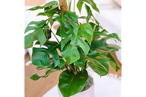GARDENERSDREAM Monstera Deliciosa Pflanze Fensterblatt | Ideal fürs Zuhause oder das Büro | 40-50cm mit Topf