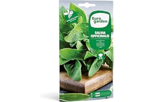 Eurogarden - Semillas de Salvia Officinalis, Planta aromática culinaria, 2 g - 2607