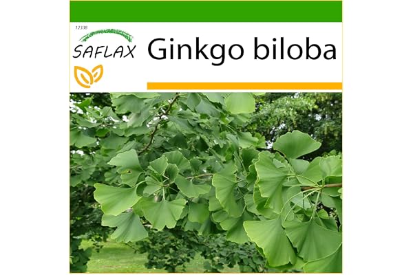 SAFLAX - Ginkgo - 4 graines - Avec substrat - Ginkgo biloba