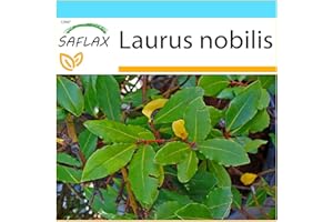 SAFLAX - Kit cadeau - Laurier vrai - 6 graines - Laurus nobilis