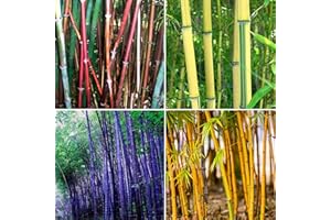 Luojuny Graines de bambou, 300 pièces/sac graines de bambou tolérantes à l'ombre décor à la maison rares Phyllostachys pubescens semis de jardin pour arrière-cour Graines de Bambou