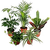 Exotenherz - Großes Zimmerpflanzen Set mit 5 Pflanzen - 9cm