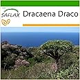 SAFLAX - Albero del drago - 5 semi - Con substrato - Dracaena Draco