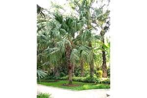 TU PROPIO JARDÍN 10 Semillas de Palmera Livistona Chinensis
