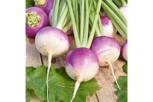 Germisem Nancy Semillas de Remolacha 8 g