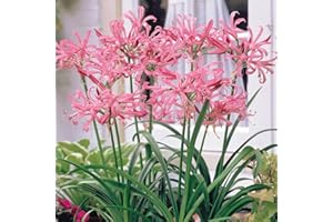 THOMPSON & MORGAN Nerine Bulbs Bowdenii Pink Hardy Flowering Bulbs Bowden Cornish Lily Garden Plants Pink Blooms Easy to Grow Your Own Outdoor Garden Flower Plants 5X Bulbs by Thompson and Morgan