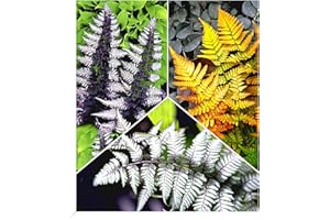BALDUR Garten Winterharte Japanische Schmuck-Farn-Kollektion, 3 Pflanzen Dryopteris, Athyrium Gartenfarn, winterharte Staude, mehrjährig, pflegeleicht