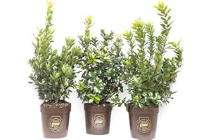 Arbuts unedo, Corbezzolo, Cespuglio, Pianta vera in vaso di Vannucci Piante, Pianta da terrazzo (cod. 6) (3x)