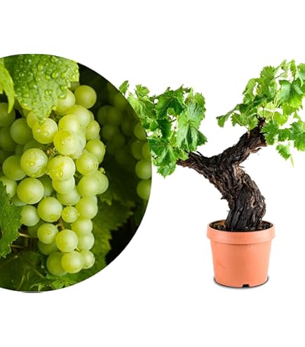 Winterharte Tafeltrauben - 2 Kernlose Weinreben Für Garten & Terrasse