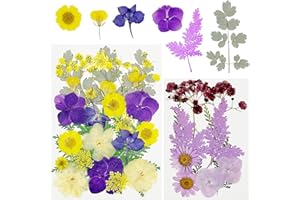 Cayway 40 szt. naturalne suszone kwiaty tłoczone fioletowe naturalne suche liście suszone kwiaty do żywicy do scrapbookingu żywicy epoksydowej biżuteria