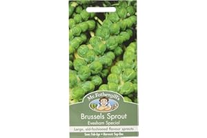 MR FOTHERGILLS Mr Fothergill's 15864 Vegetable Seeds, Brussels Sprout Evesham Special, 4.8 x 7.8 x 0.4 cm 10 Grams