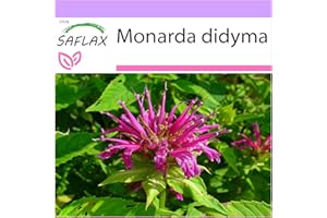 SAFLAX - Bergamotto - 20 semi - Monarda didyma