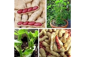BENOON Semi di arachide naturali naturali di pelle rossa neutra, non OGM, per semi da giardino, per donne, uomini, bambini, principianti, giardinieri, 40 pezzi