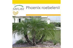SAFLAX - Potting Set - Pigmy Date Palm - 25 seeds - Phoenix roebelenii