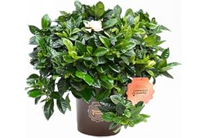 Vannucci Piante - Gardenia augusta (G. florida), Pianta vera, Pianta da esterno